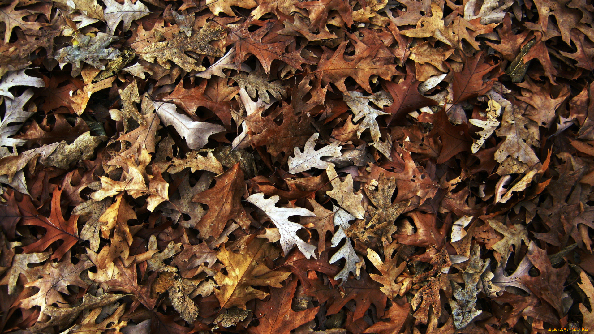 природа, листья, осень