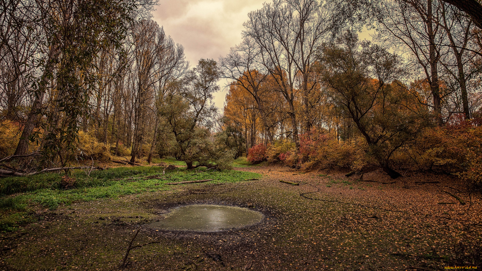 природа, реки, озера, лес, река