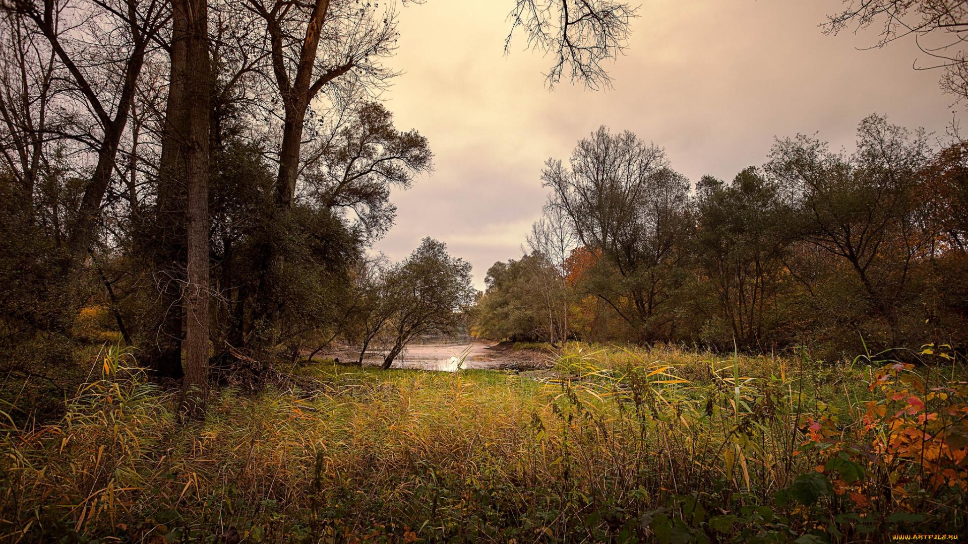 природа, реки, озера, река, лес