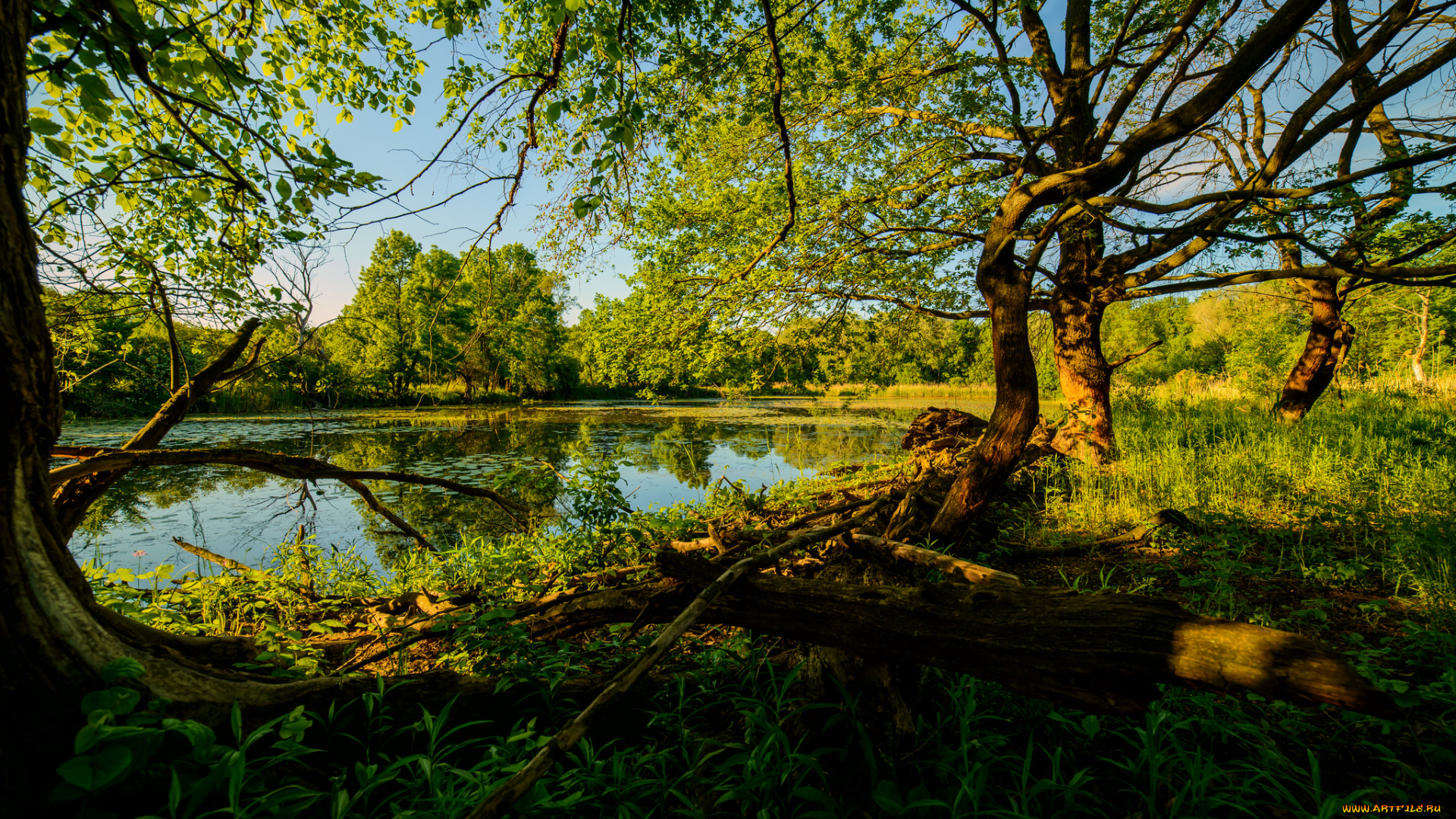 природа, реки, озера, река, лес