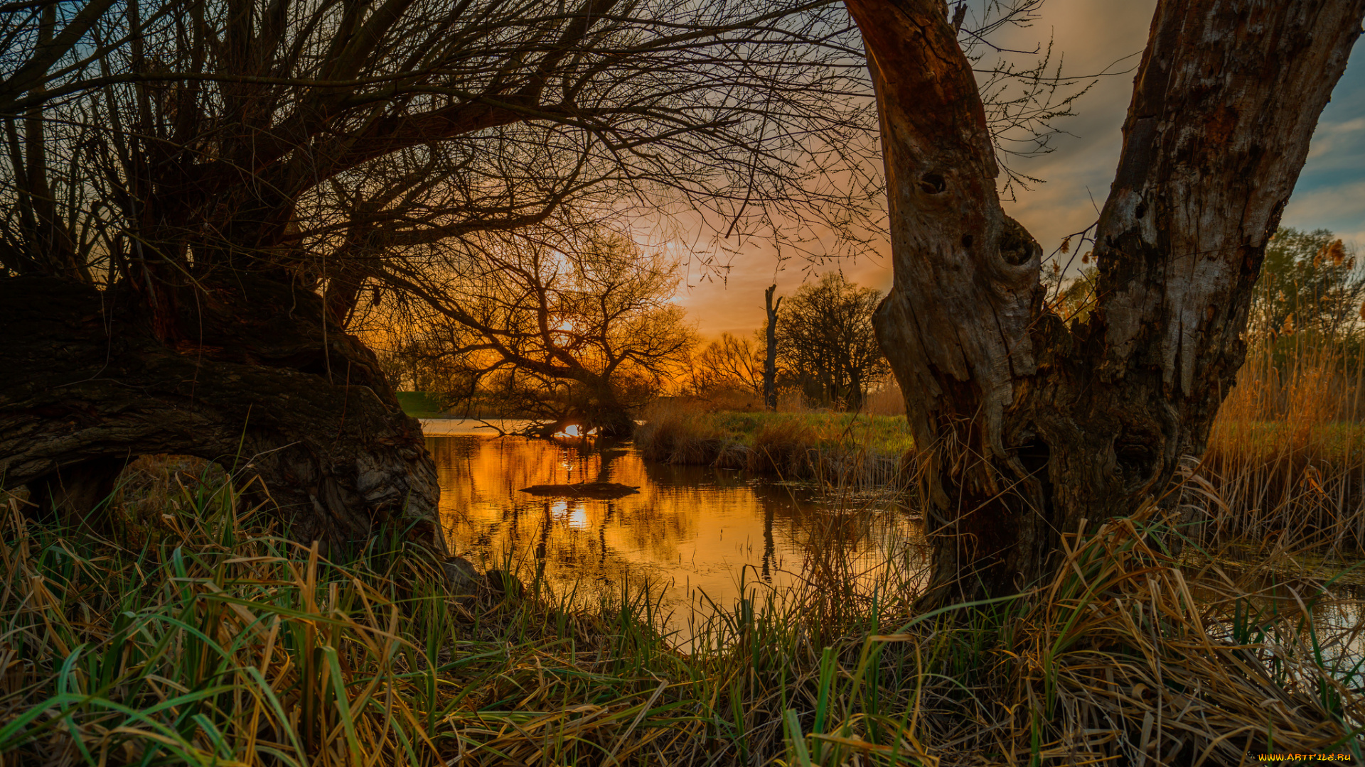 природа, реки, озера, река, лес