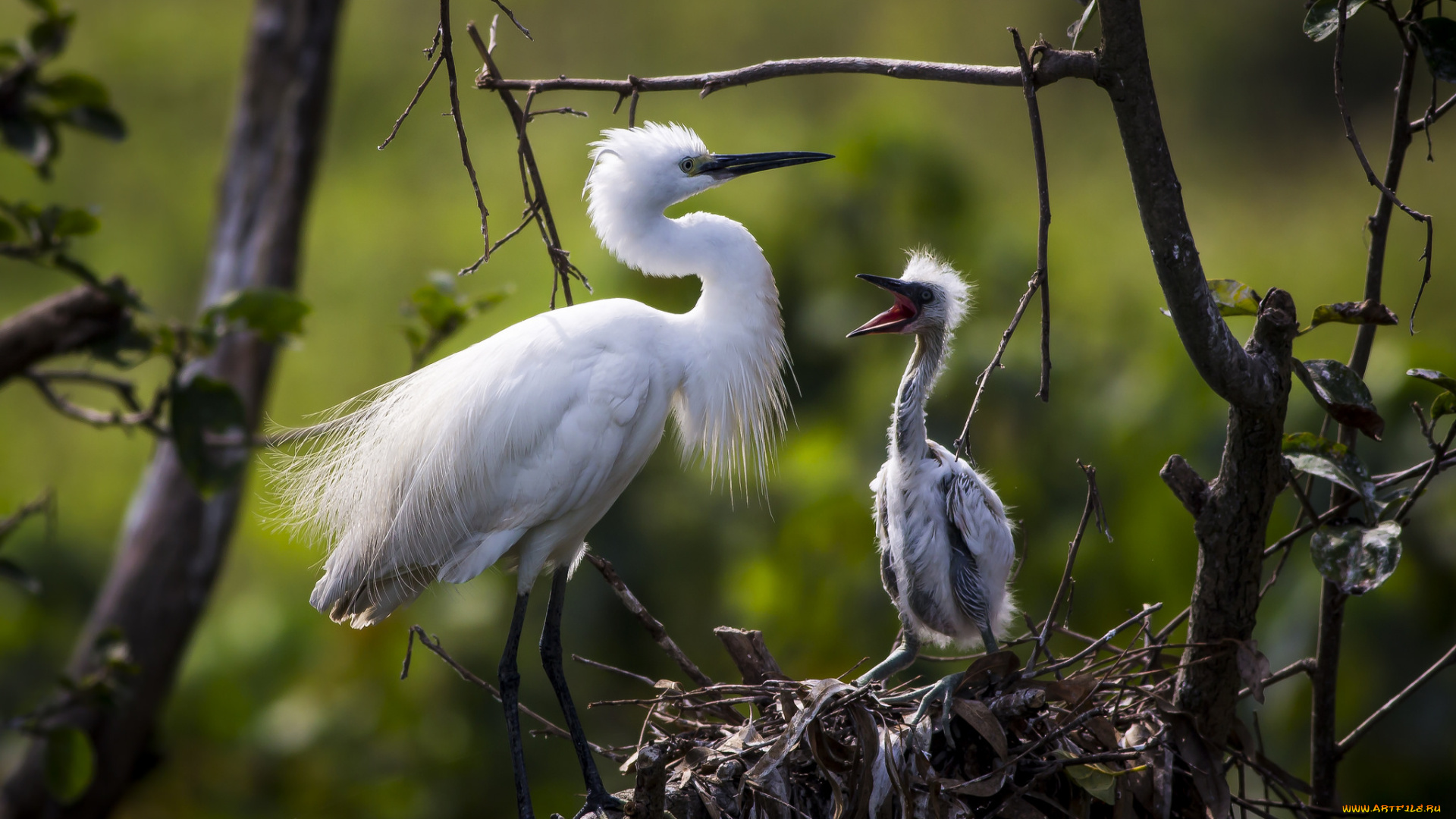 животные, цапли, , выпи, птичка