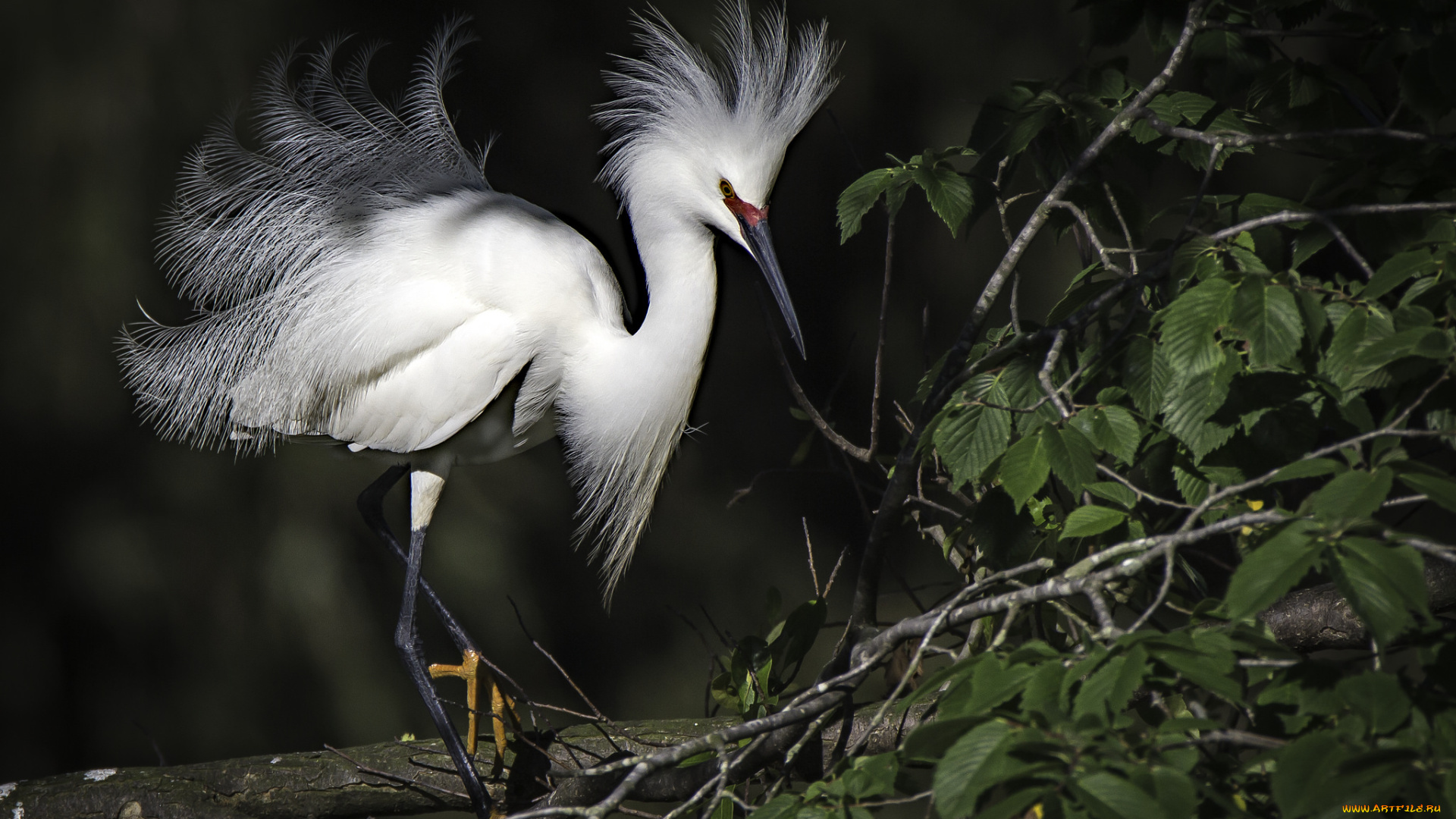 животные, цапли, , выпи, птичка