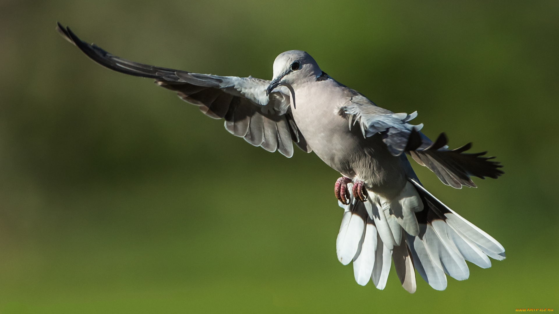 животные, голуби, птичка