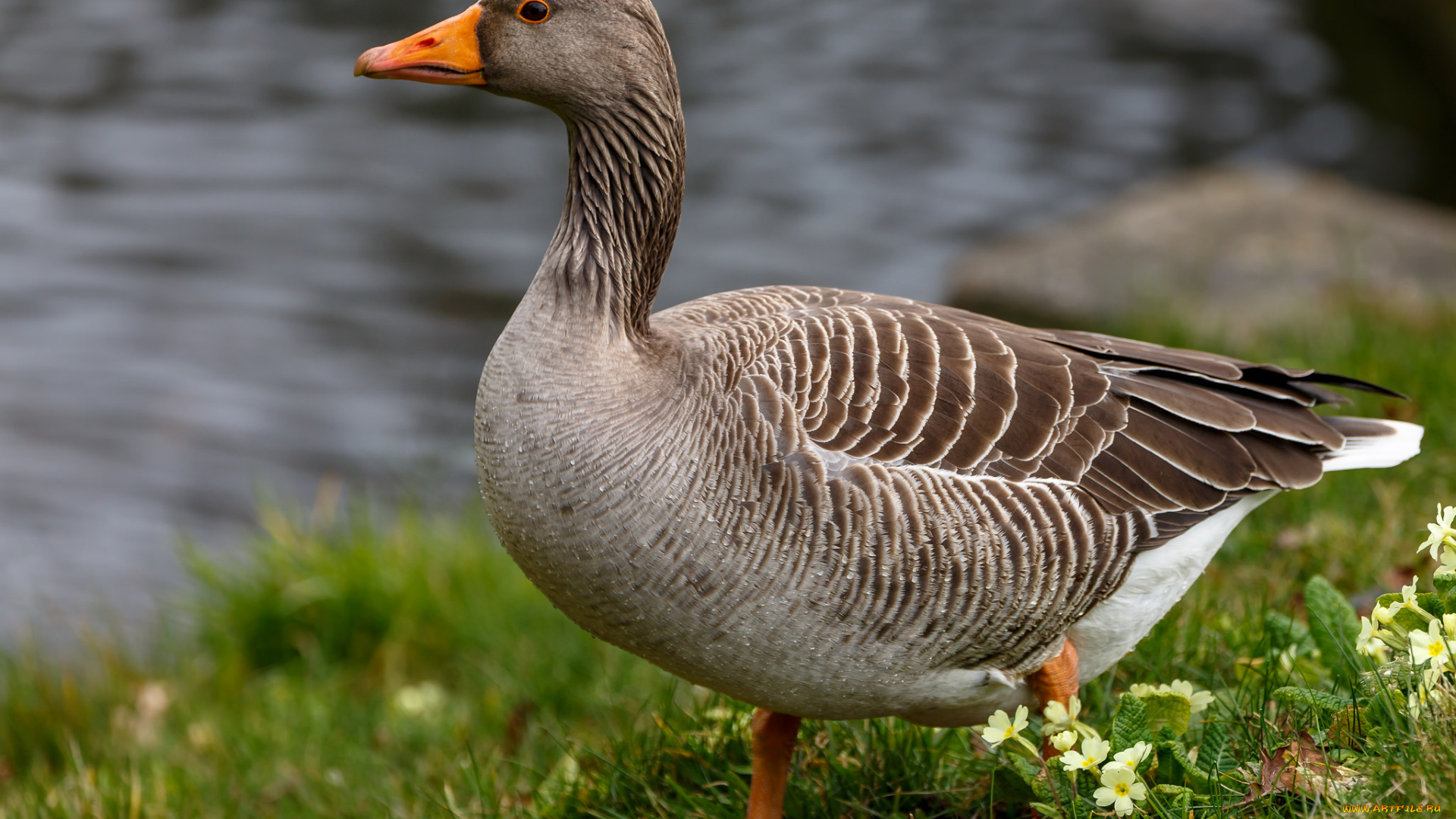 животные, гуси, птичка
