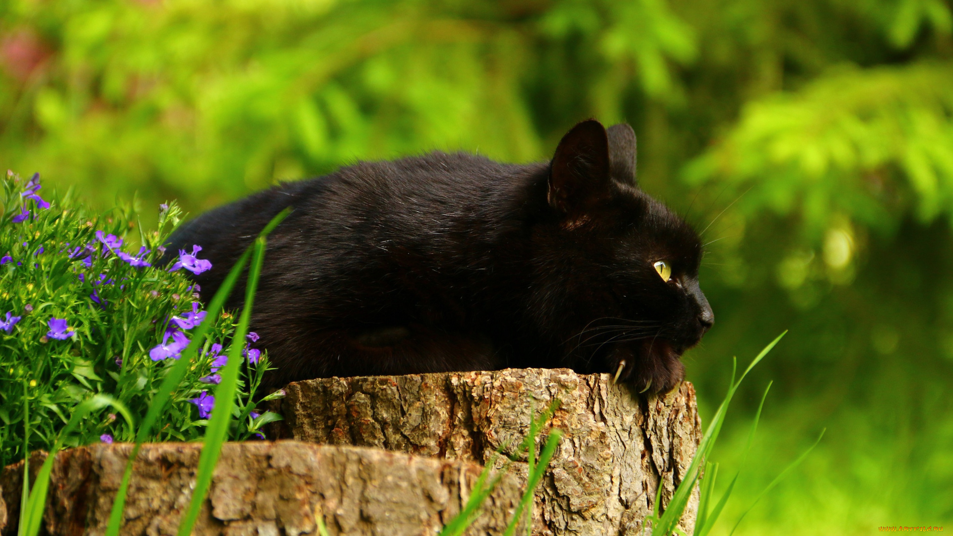 животные, коты, чёрный, кот, цветы, пень