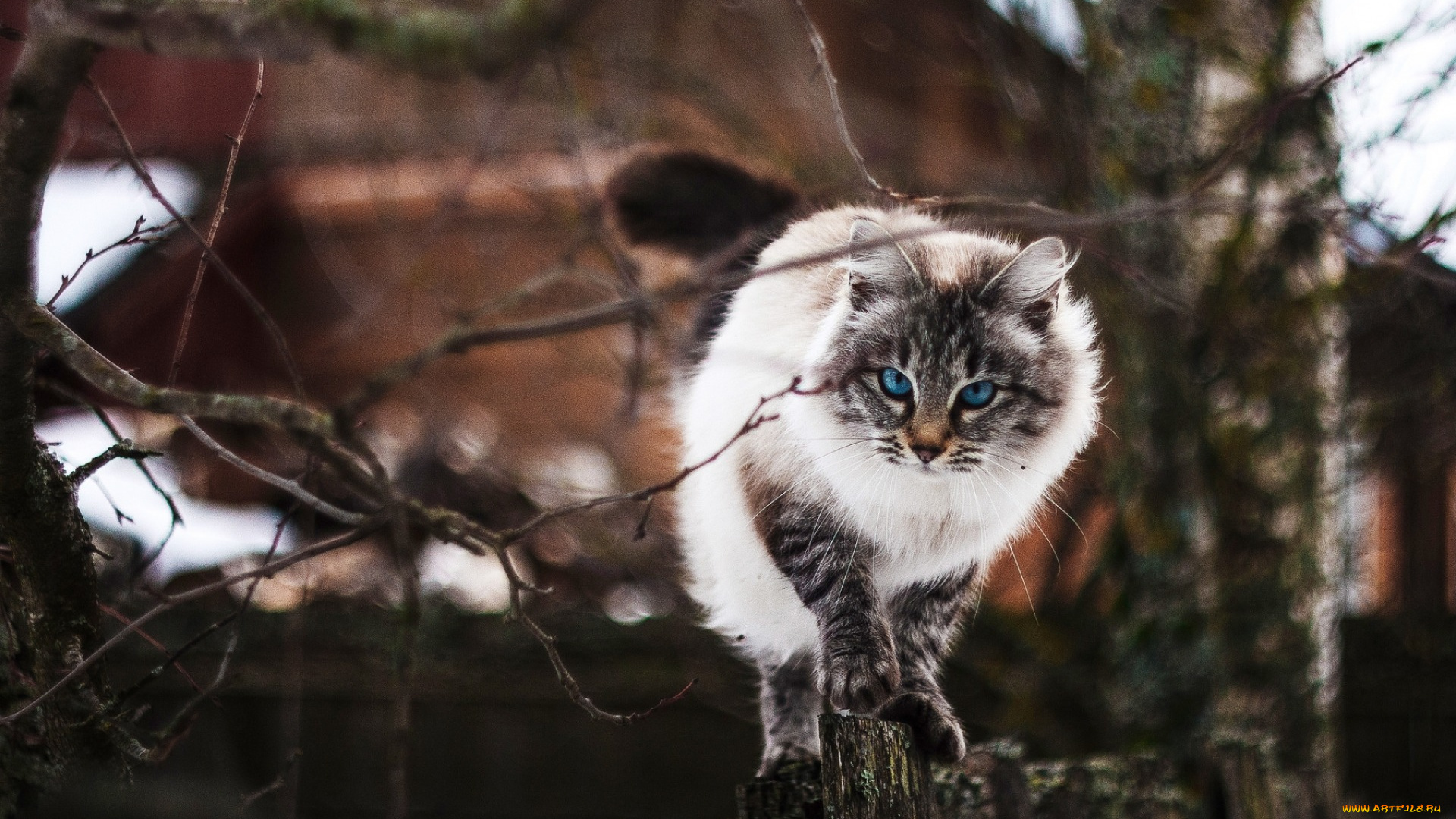 животные, коты, кот