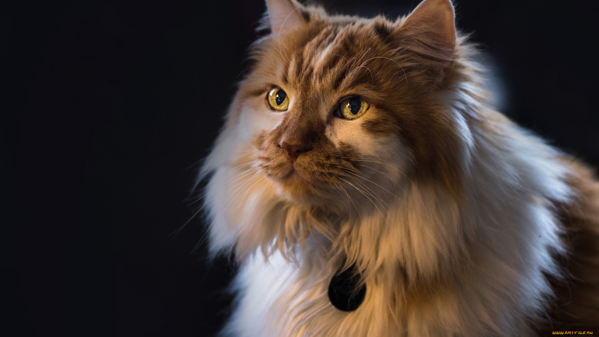 животные, коты, кот, кошка, пушистая, взгляд, портрет, фон