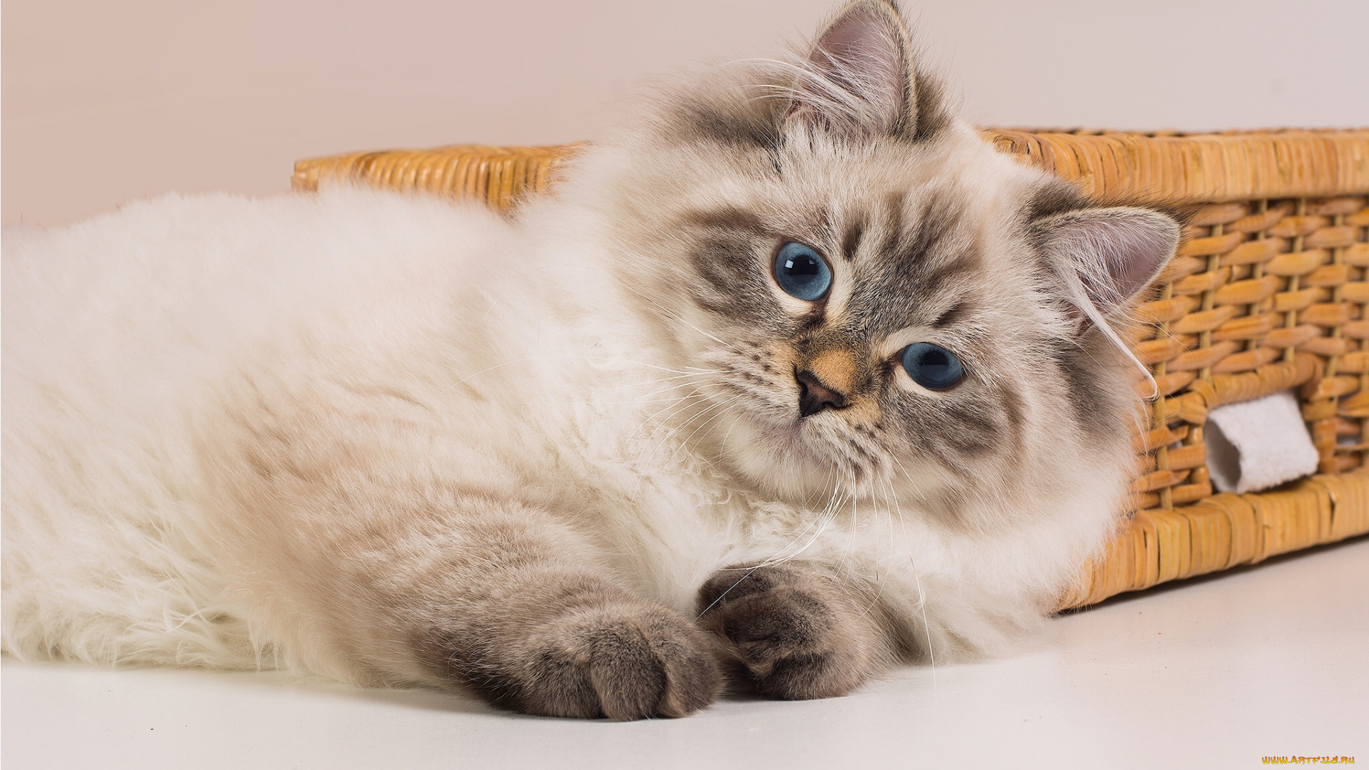 животные, коты, невская, маскарадная, кошка, сибирская, колор-пойнт, голубые, глаза, взгляд