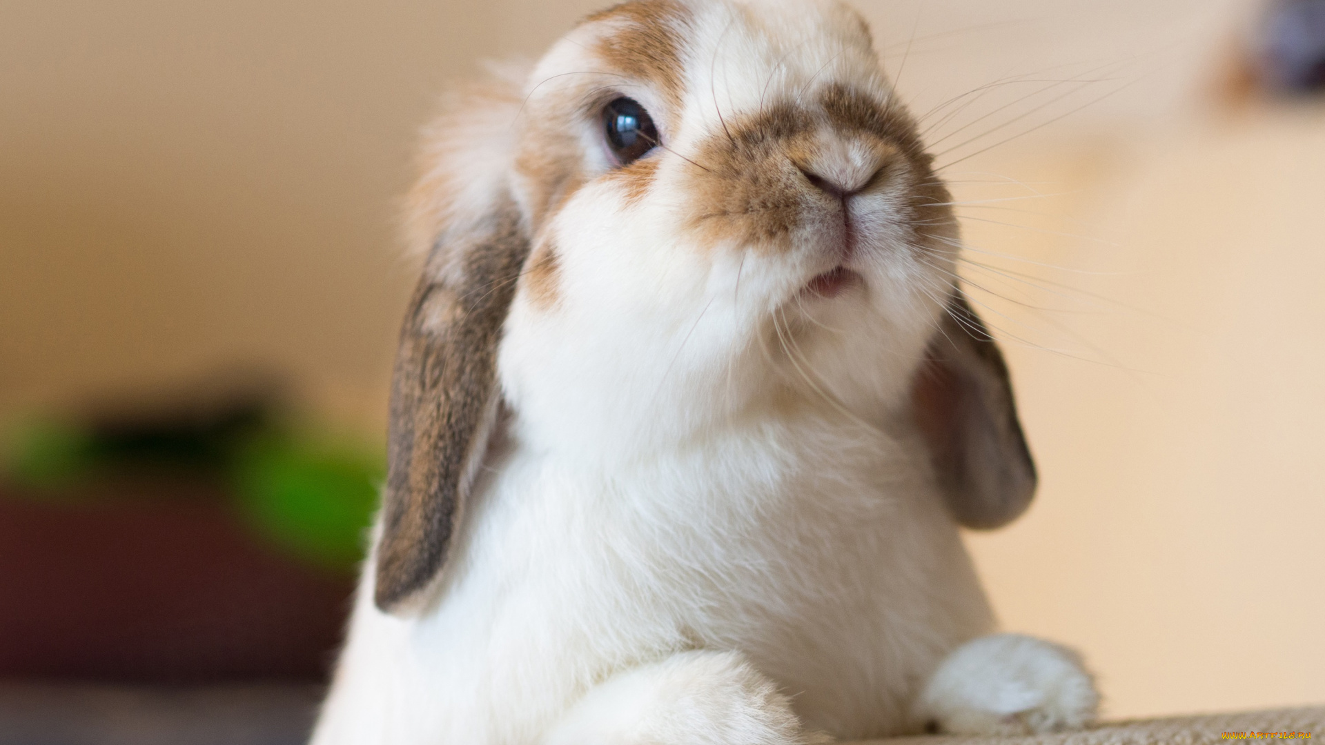 животные, кролики, , зайцы, кролик, мордочка, взгляд