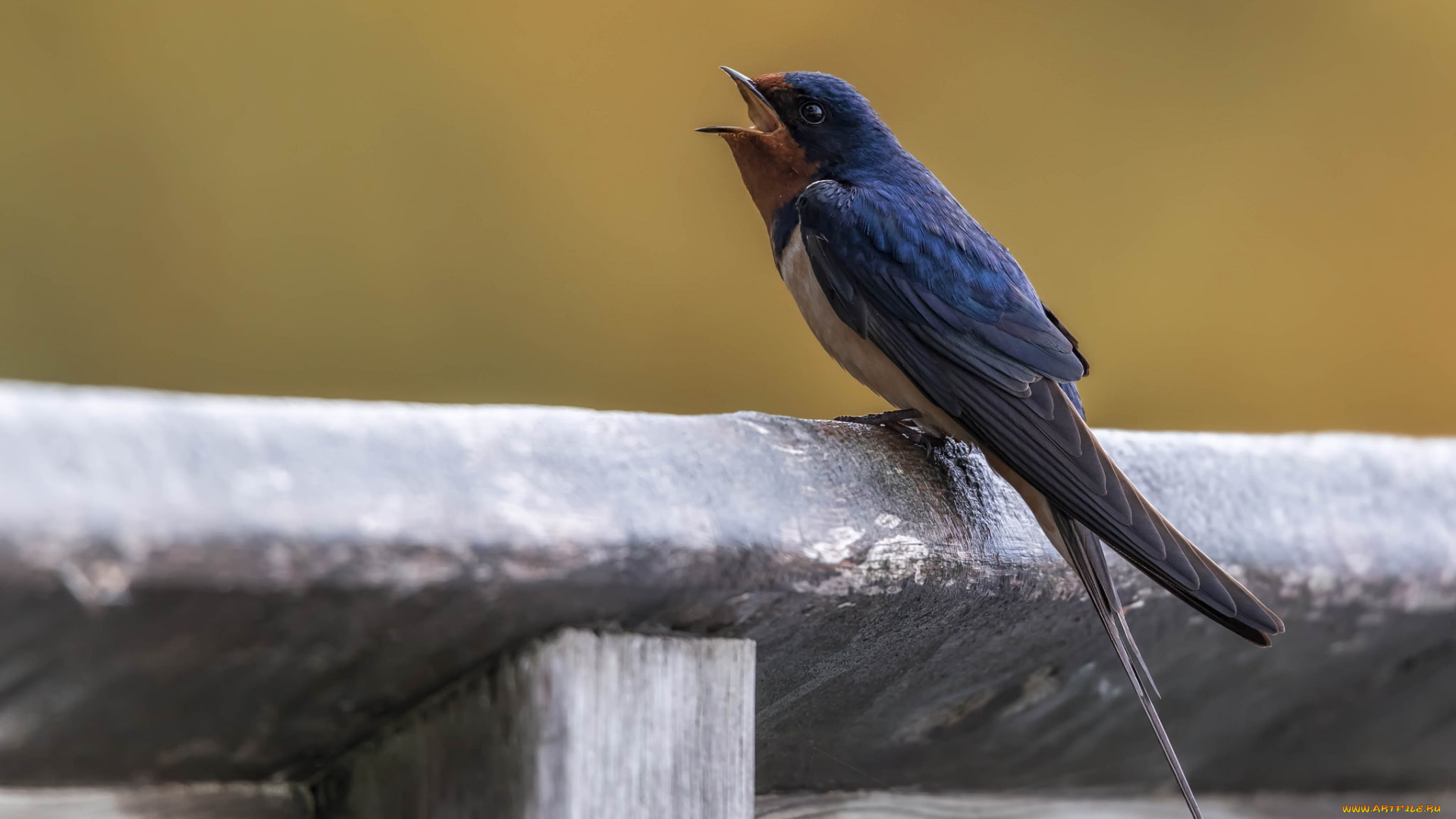 животные, ласточки, птичка