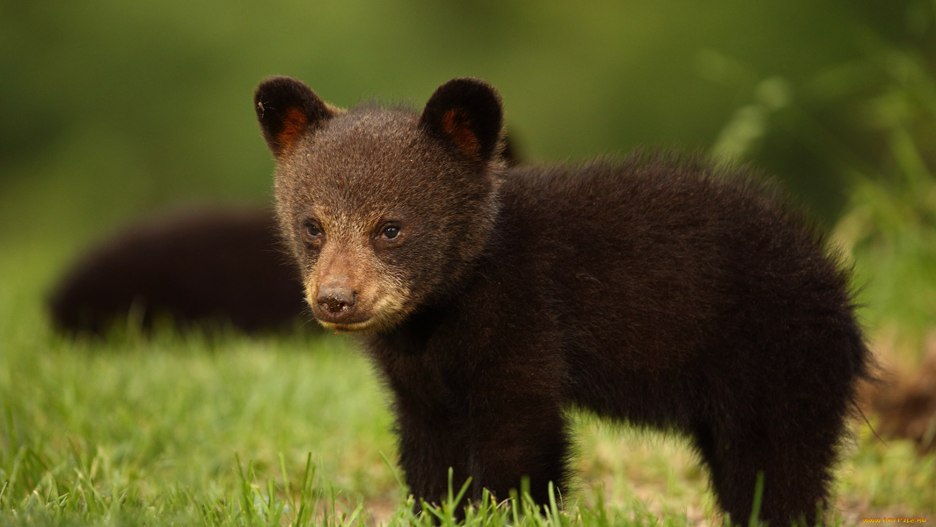 животные, медведи, барибал, чёрный, медведь, медвежонок, взгляд