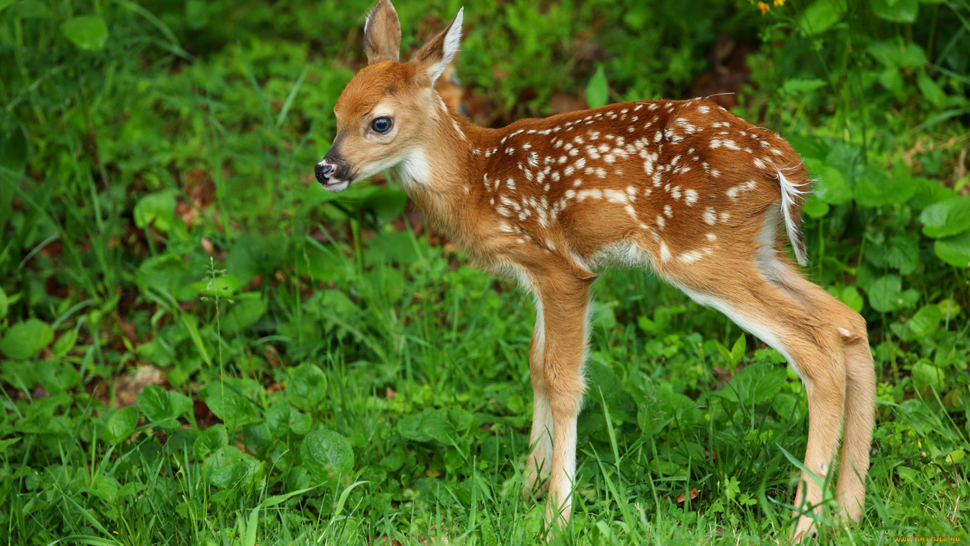 животные, олени, белохвостый, олень, оленёнок, детёныш, трава