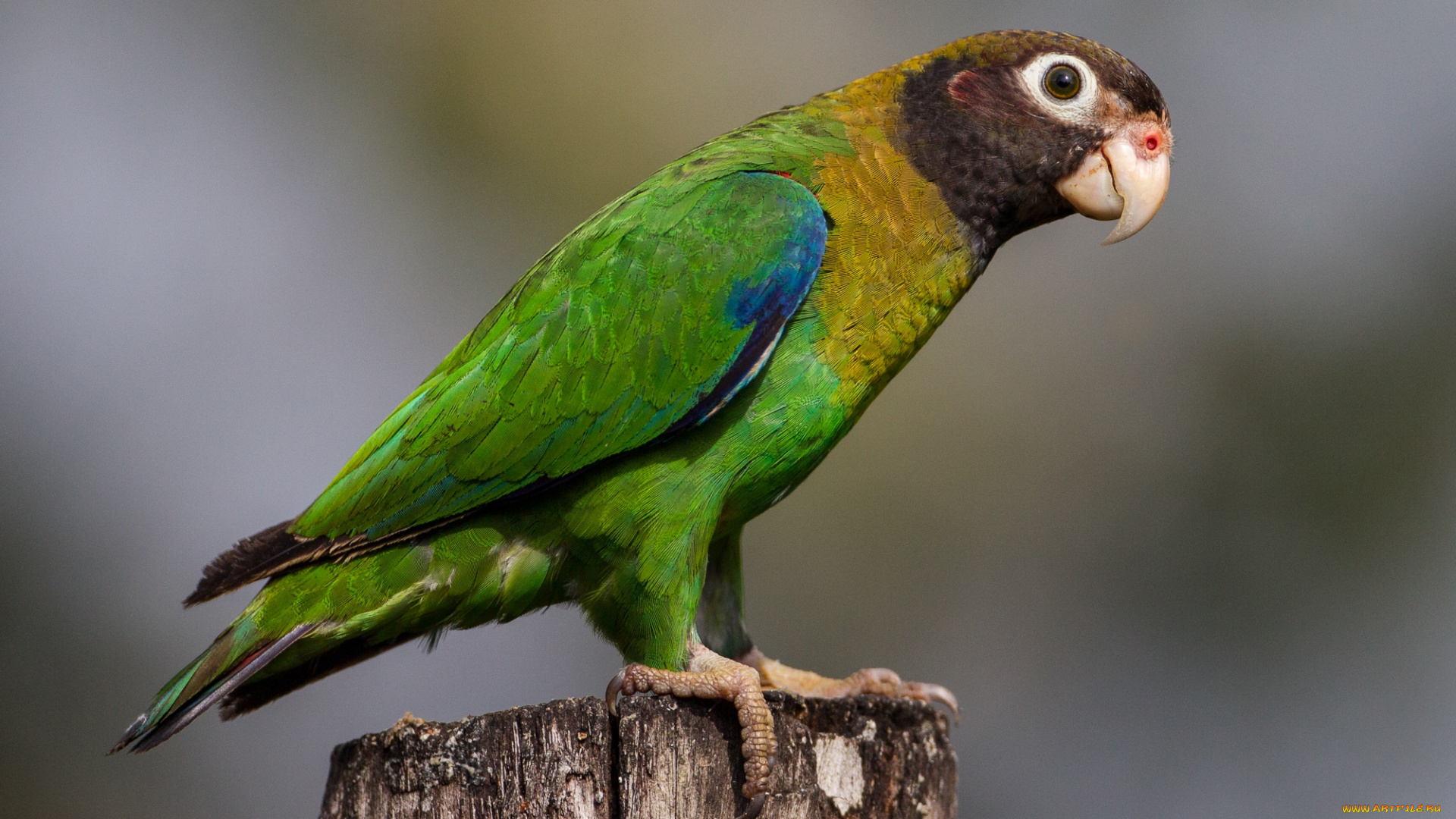 животные, попугаи, птичка