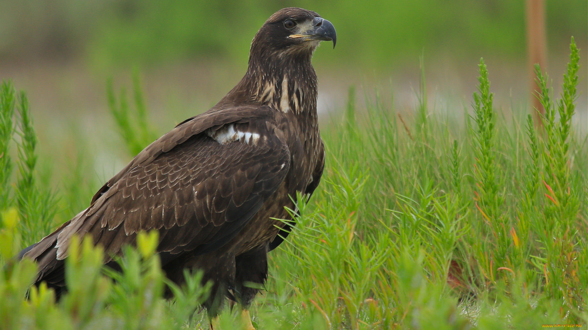 животные, птицы, -, хищники, птичка