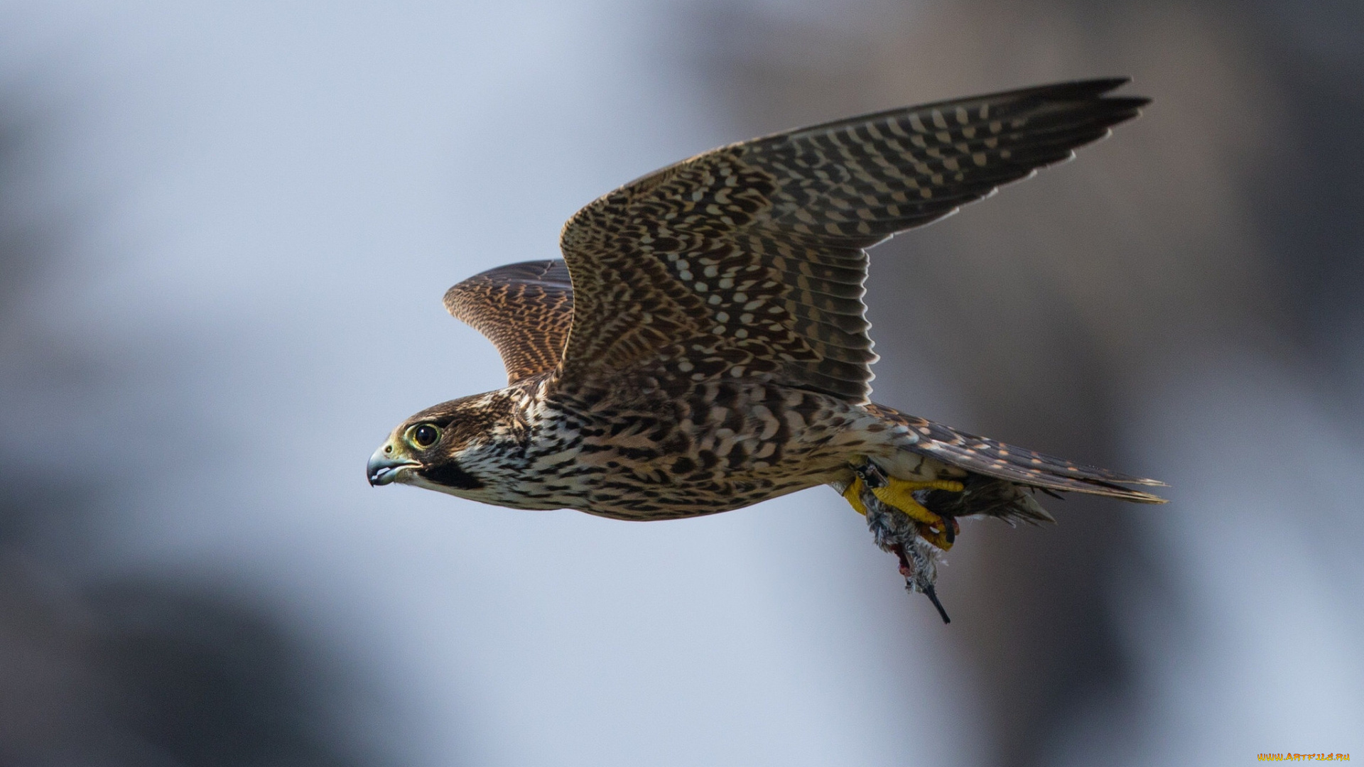 животные, птицы, -, хищники, птичка