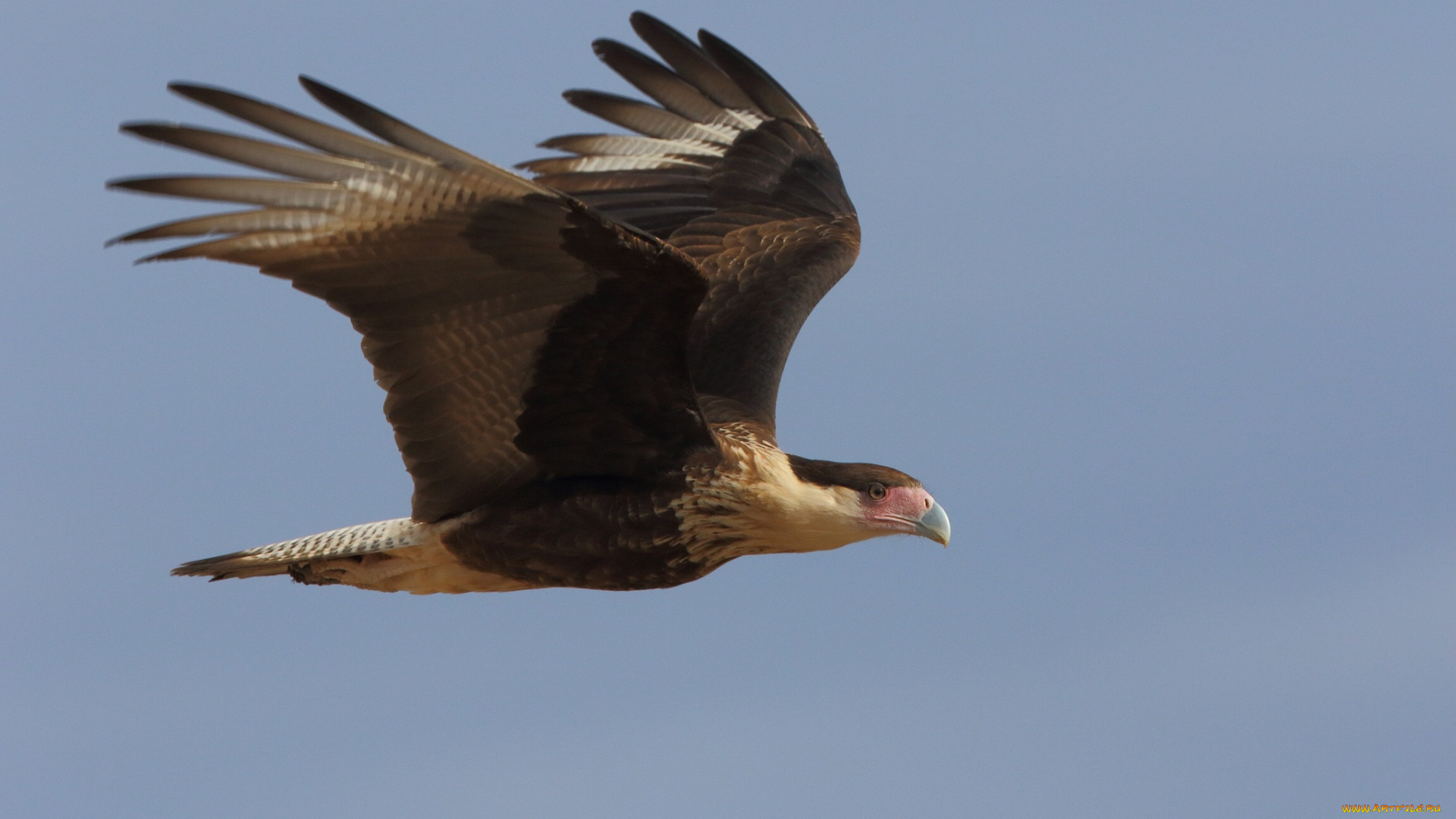 животные, птицы, -, хищники, птичка