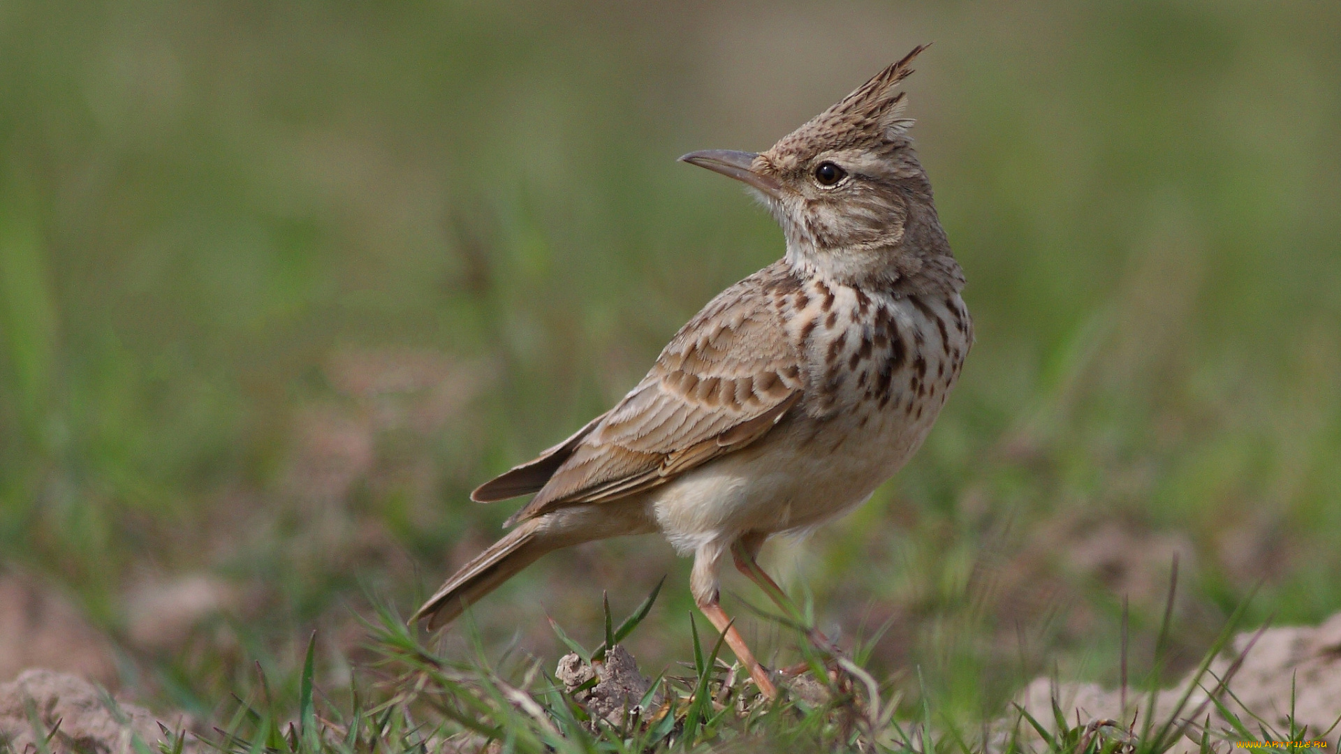 животные, птицы, птичка