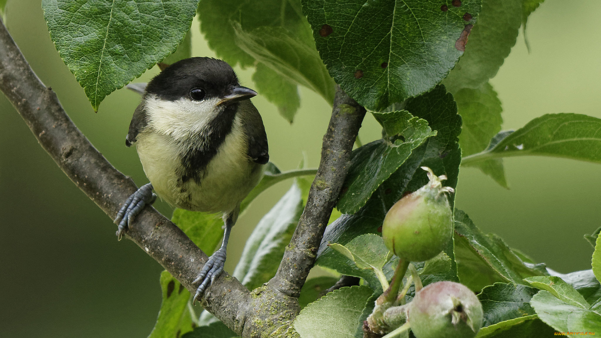 животные, синицы, , лазоревки, птичка