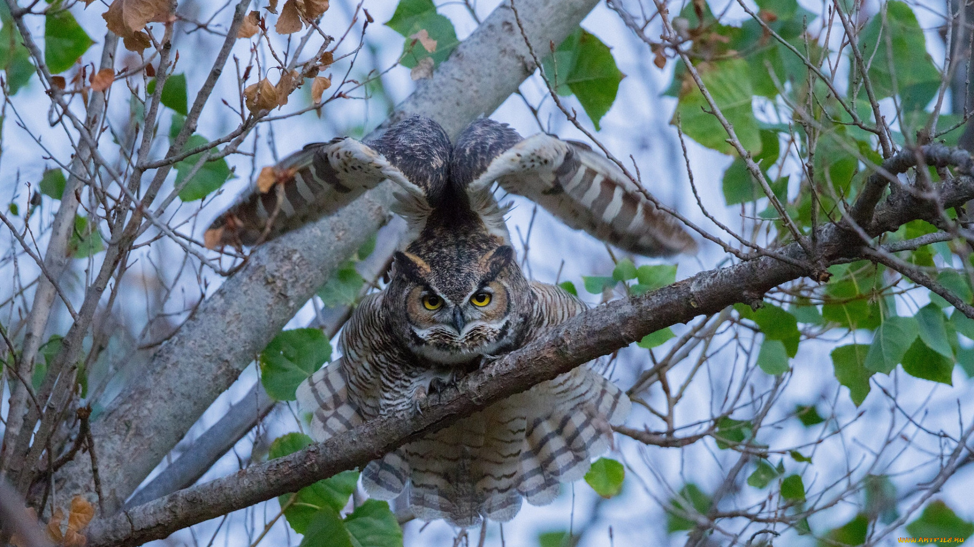 животные, совы, птичка