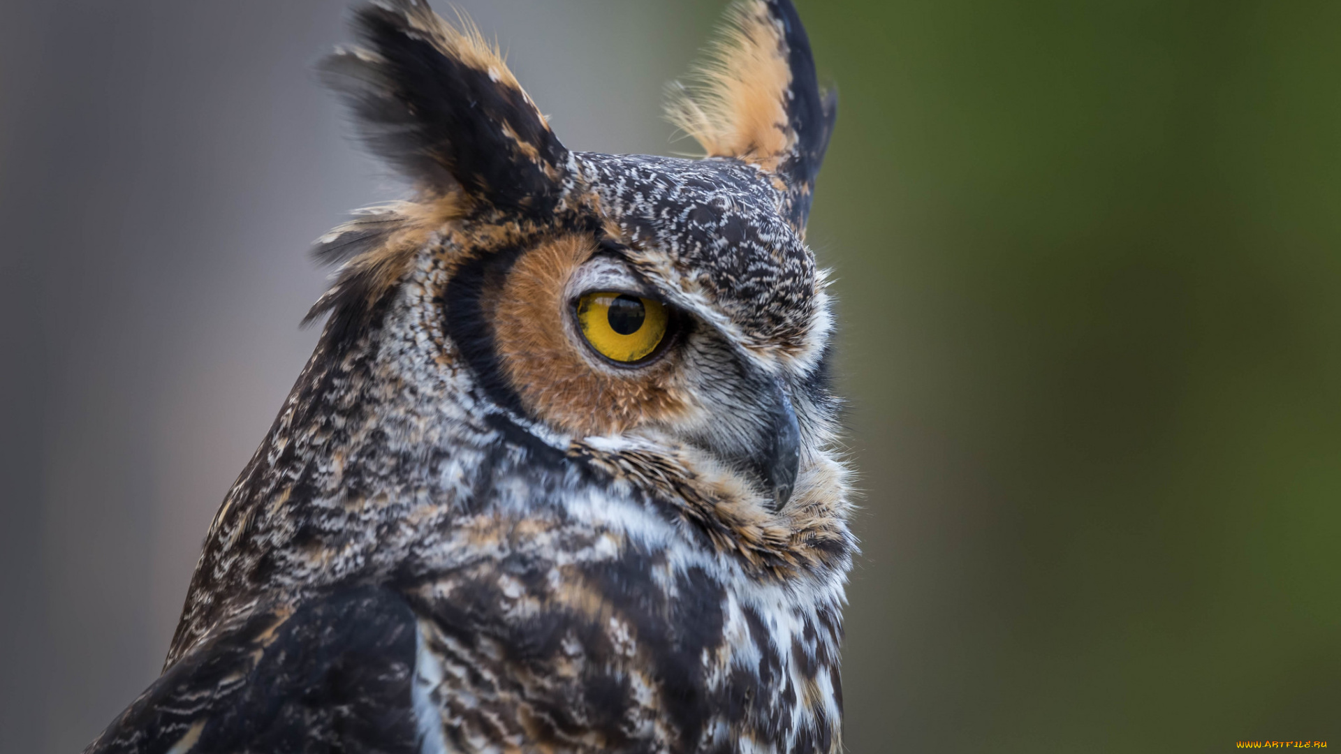 животные, совы, птичка