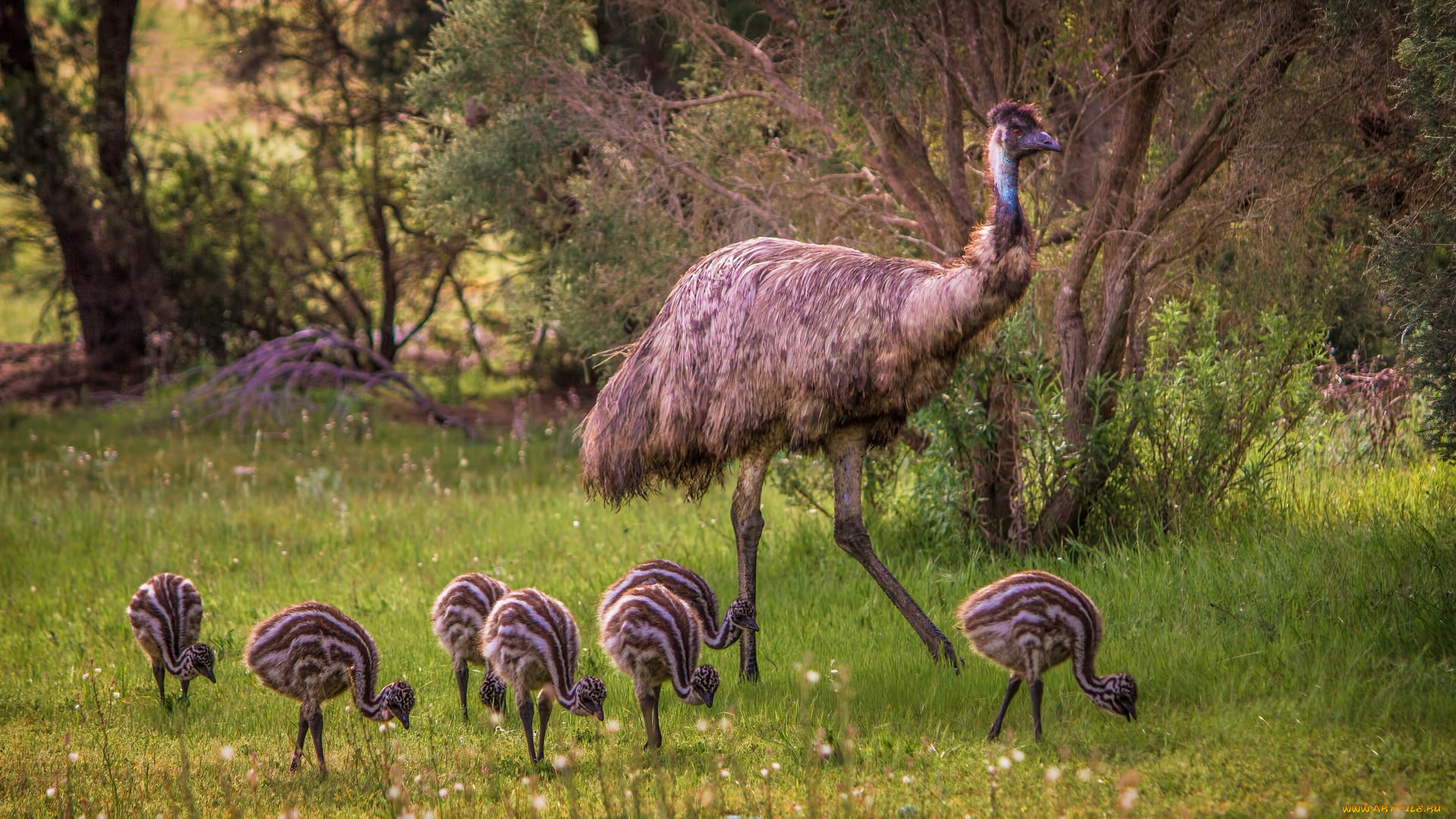 животные, страусы, птичка