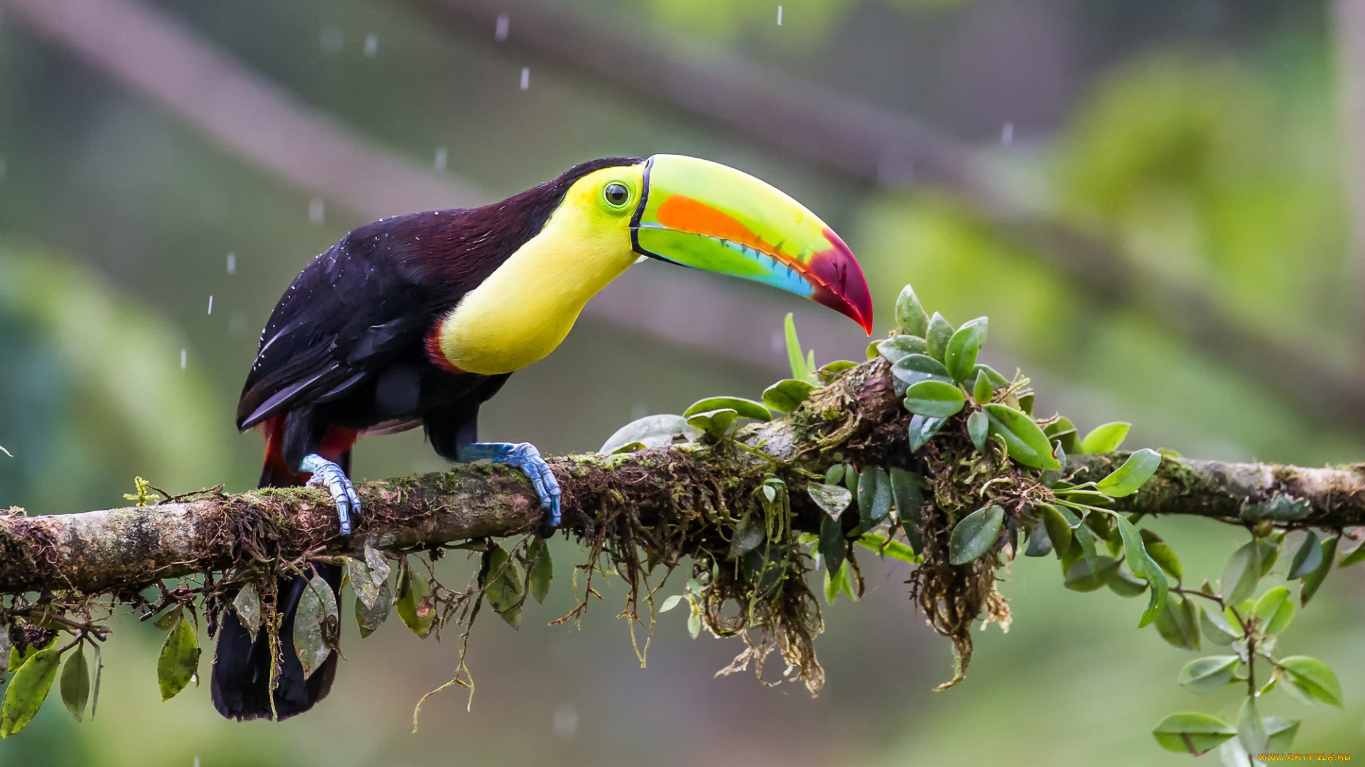 животные, туканы, птичка