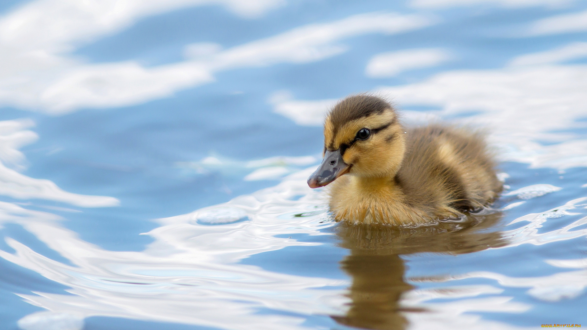 животные, утки, утенок