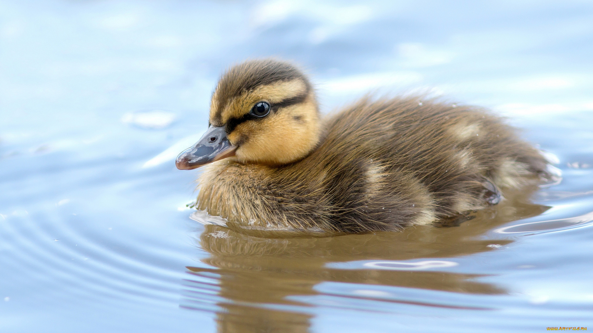 животные, утки, утенок