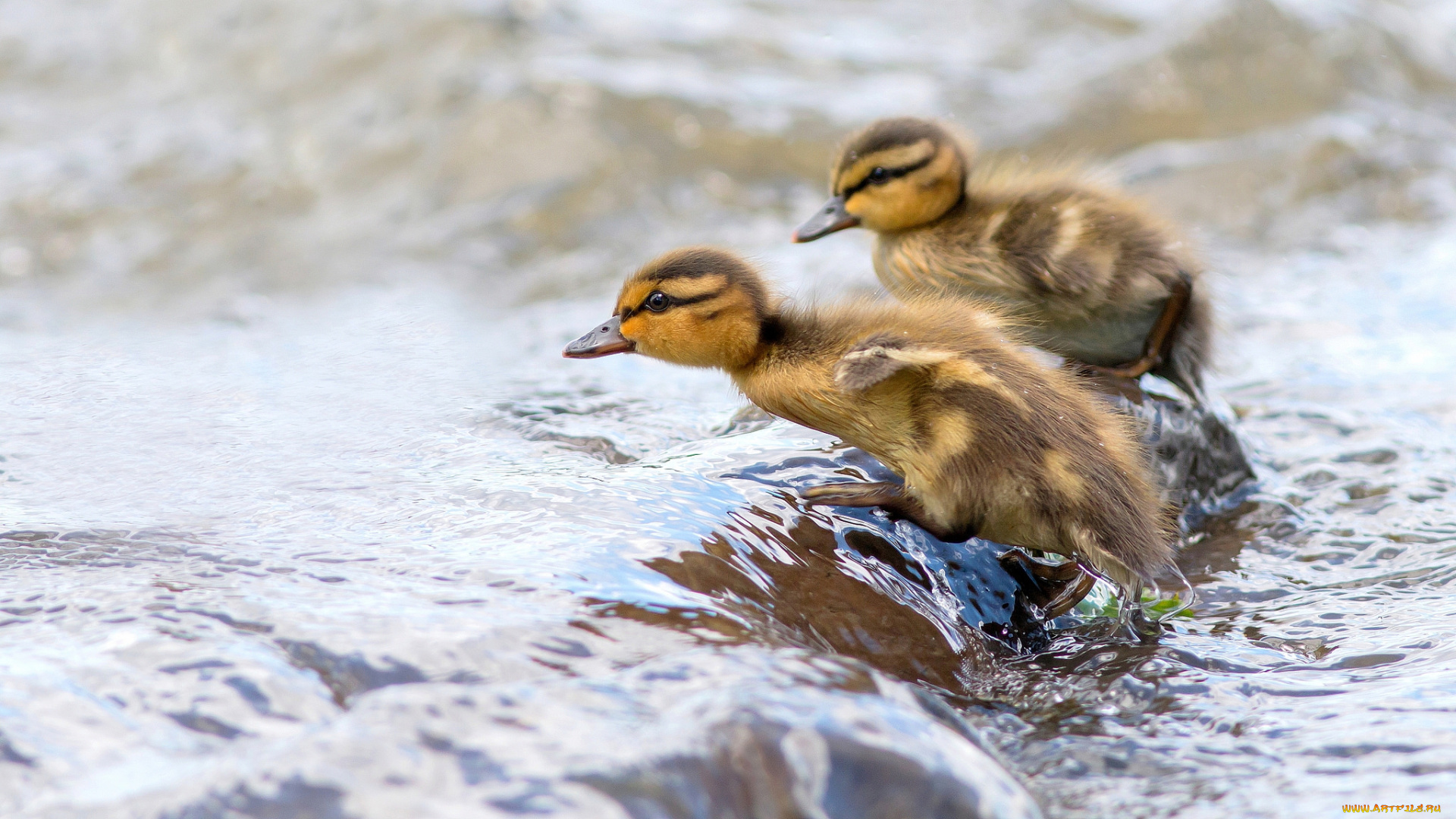 животные, утки, утята