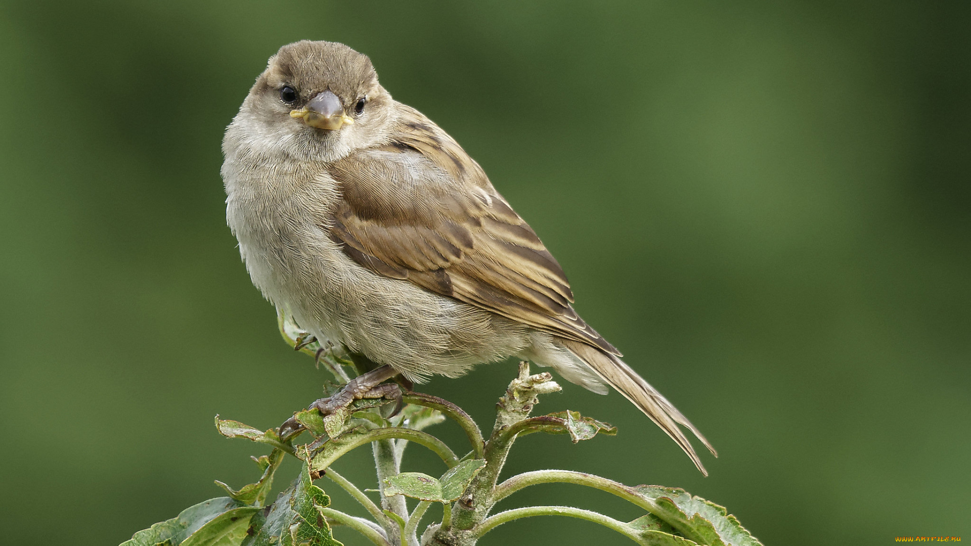 животные, воробьи, птичка