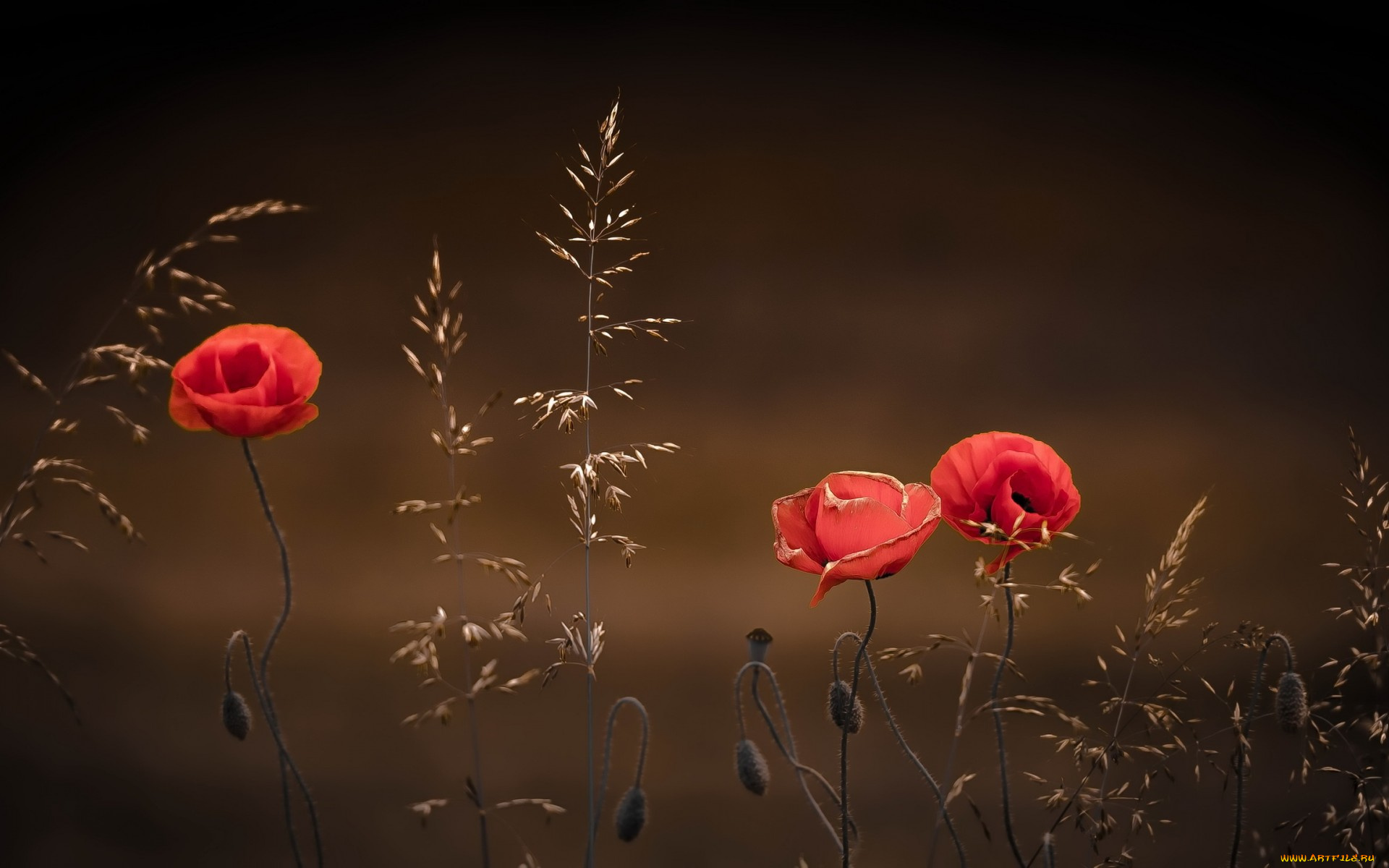 цветы, маки, природа, лето