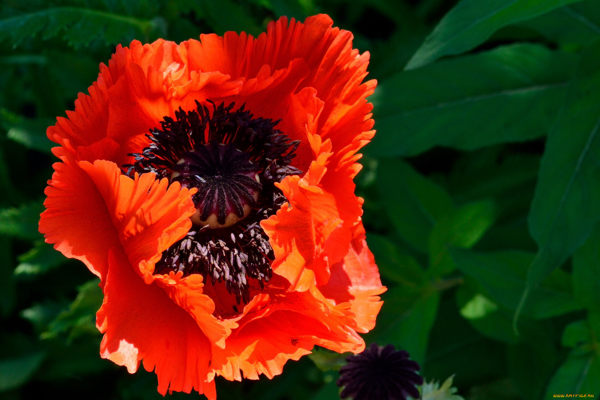 цветы, маки, алый