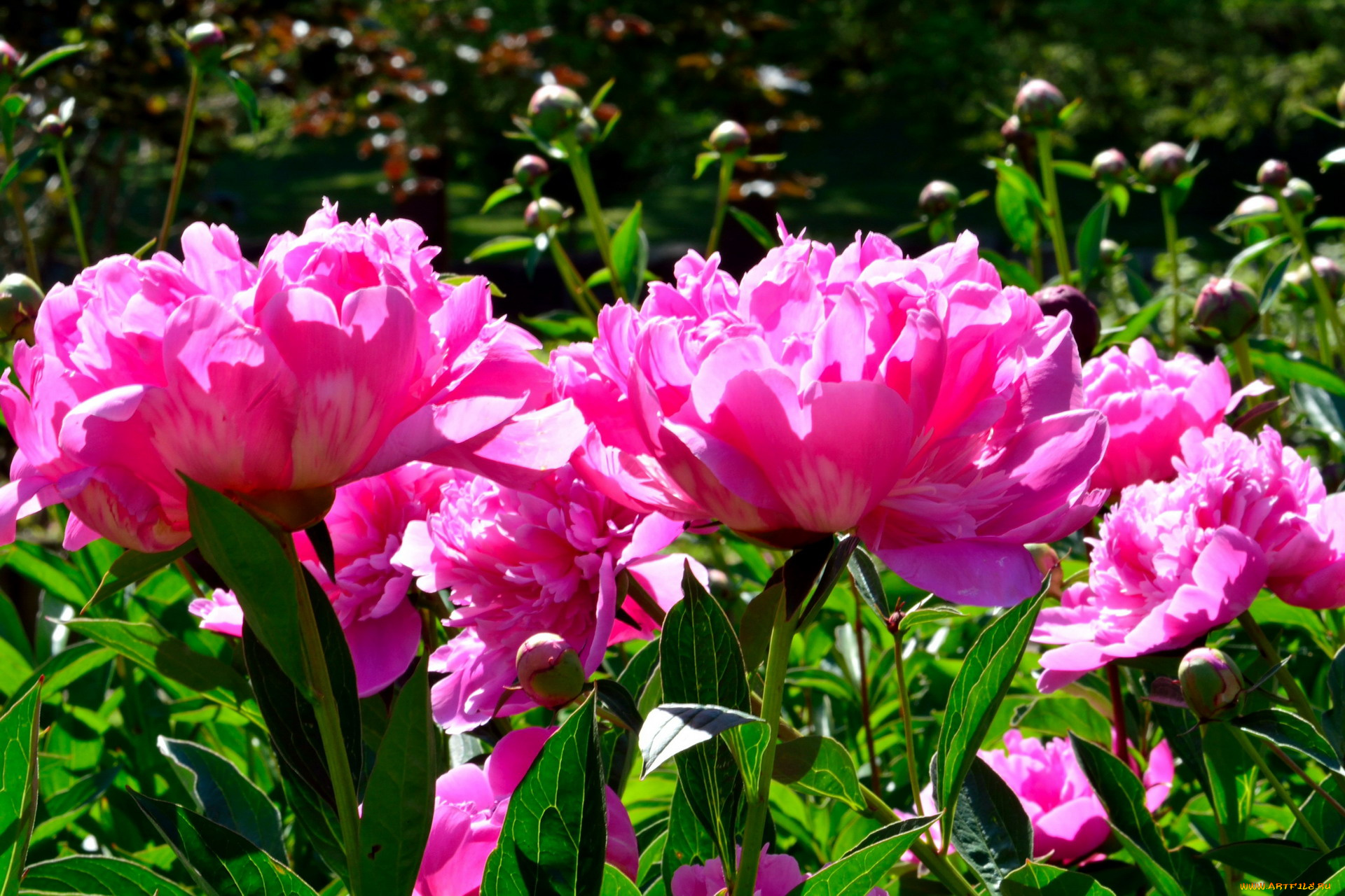 цветы, пионы, розовый