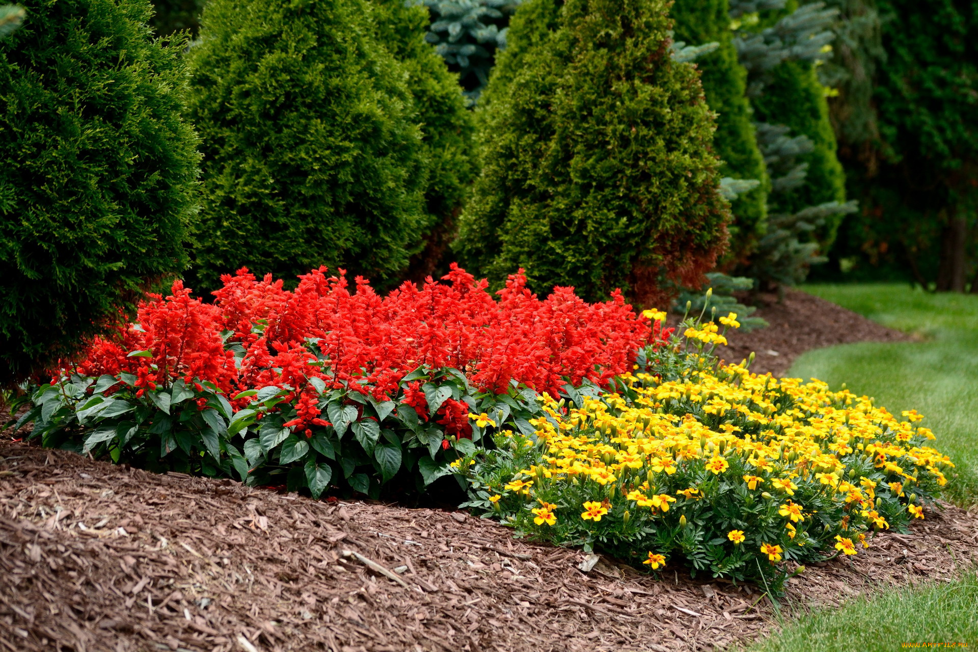 цветы, разные, вместе, сальвия, бархатцы