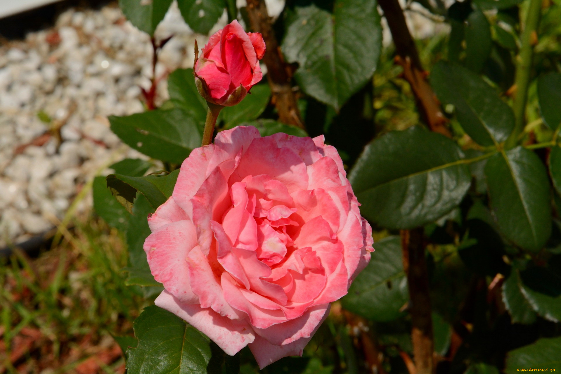 цветы, розы, розовый, бутон