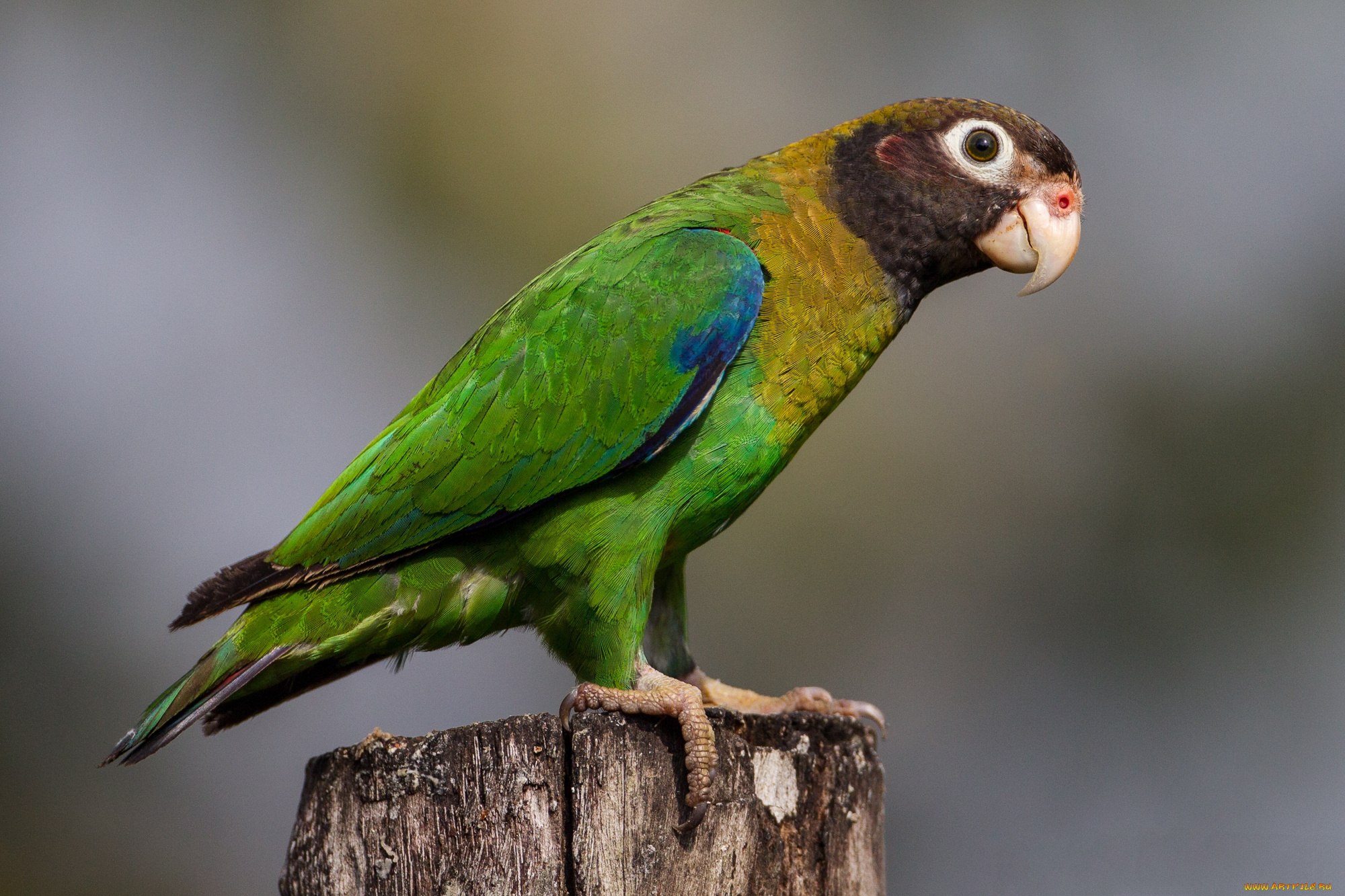 животные, попугаи, птичка