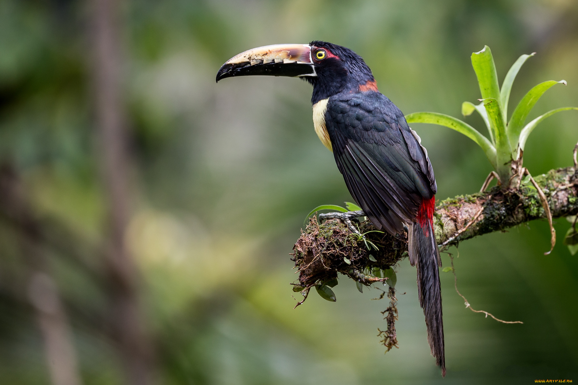 животные, туканы, птичка