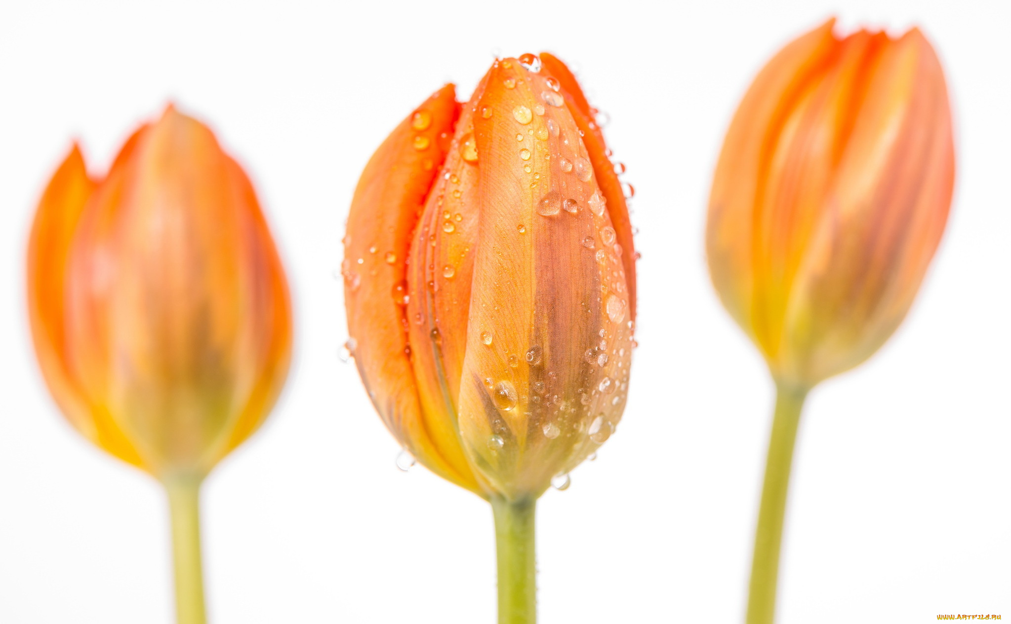 цветы, тюльпаны, лето, природа