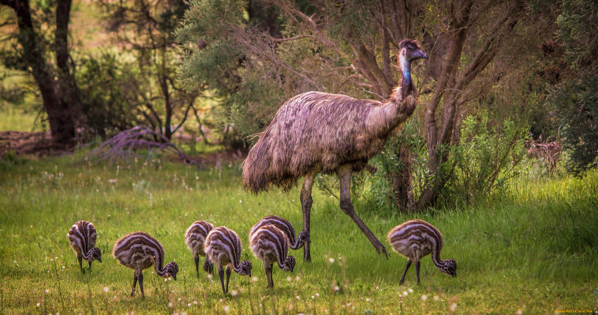 животные, страусы, птичка