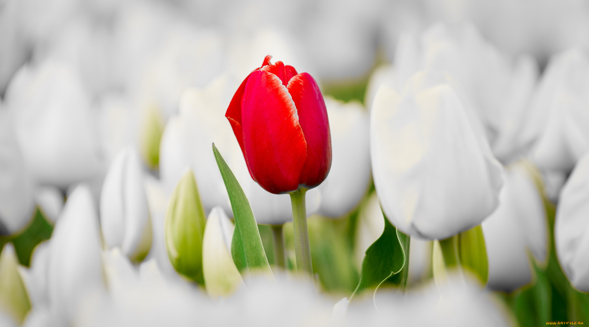 цветы, тюльпаны, лето, природа