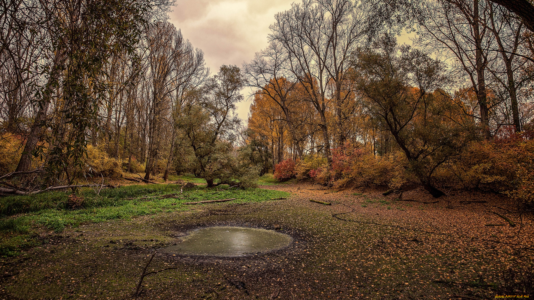 природа, реки, озера, лес, река