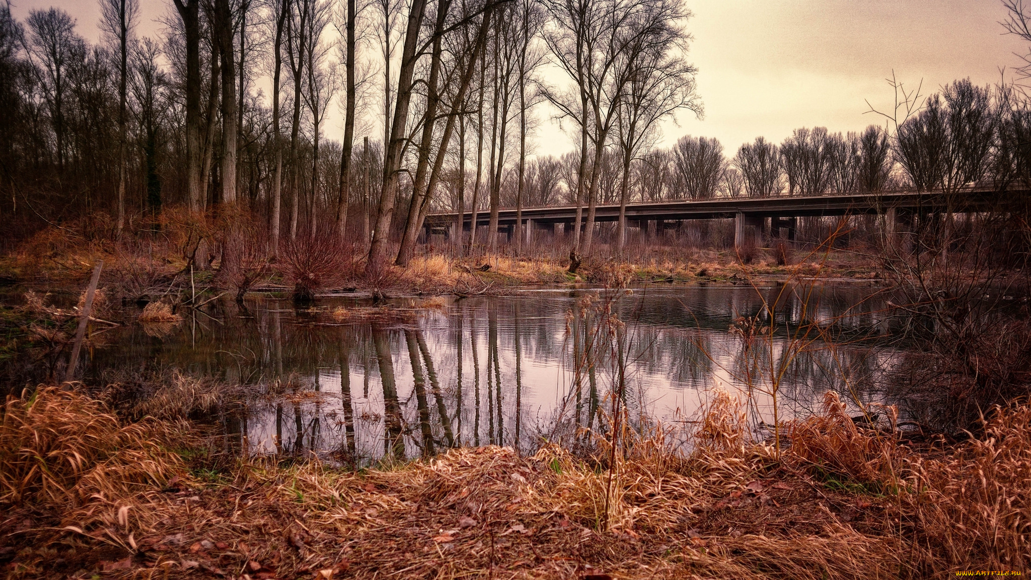 природа, реки, озера, лес, река