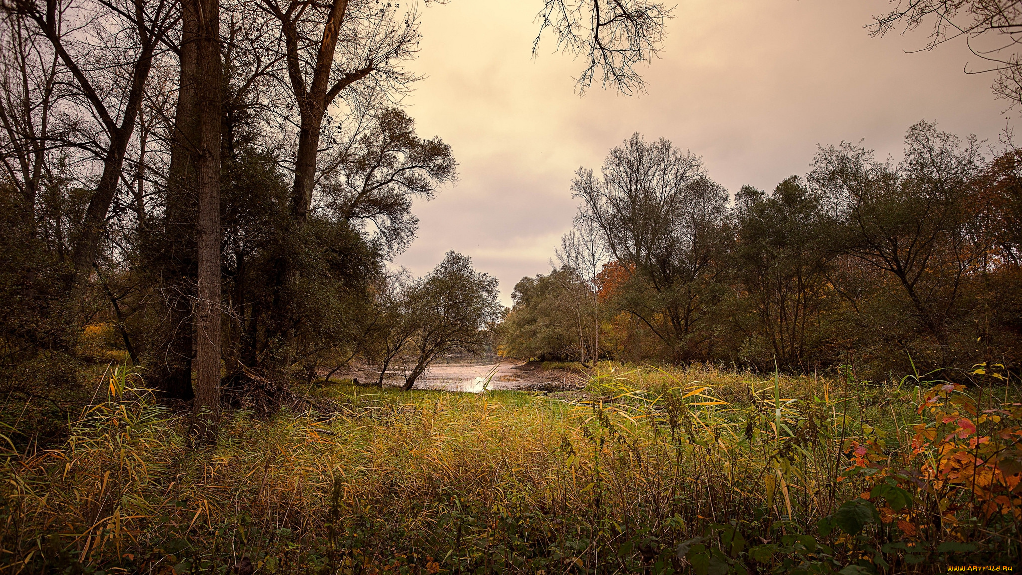 природа, реки, озера, река, лес