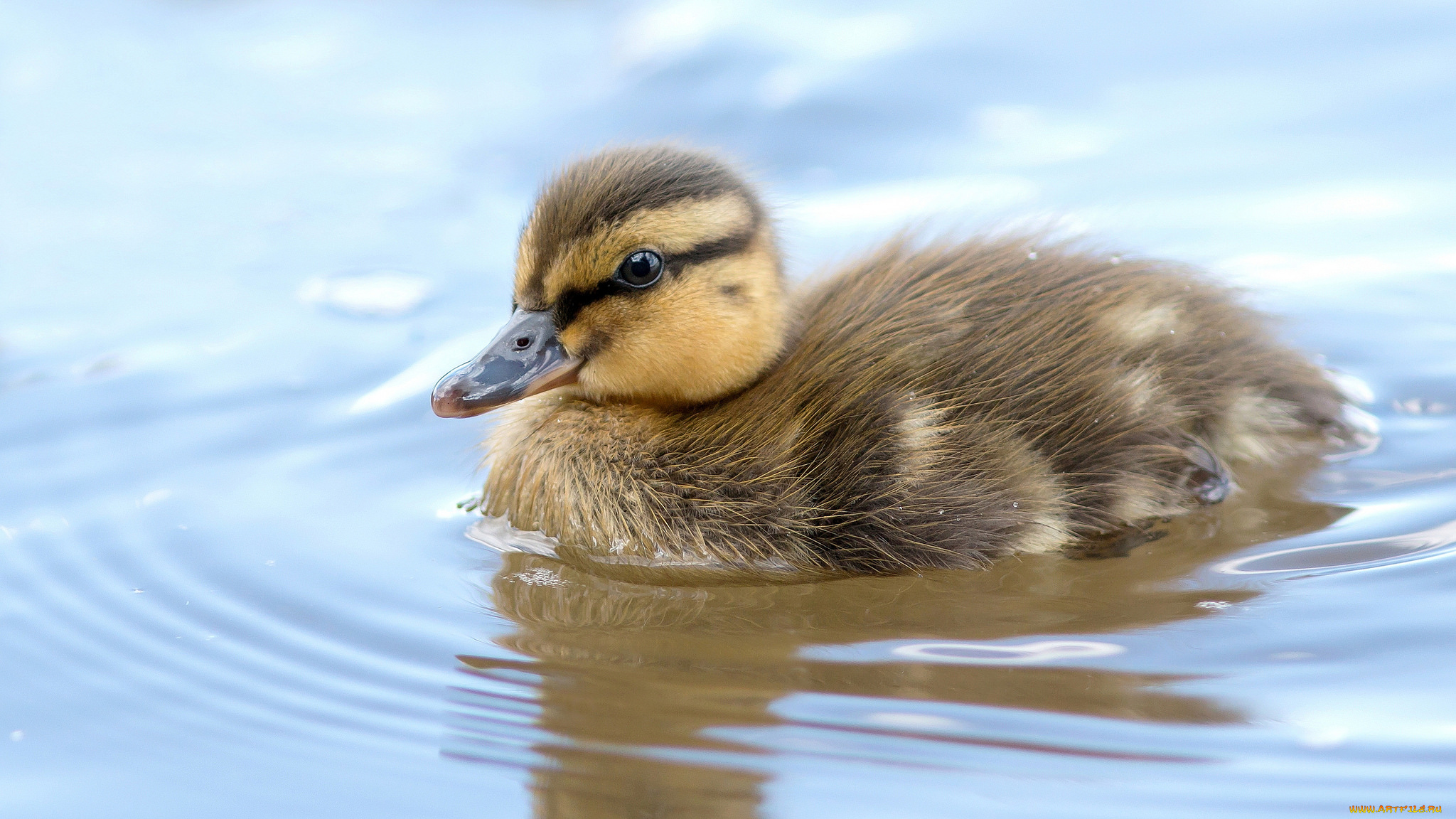 животные, утки, утенок