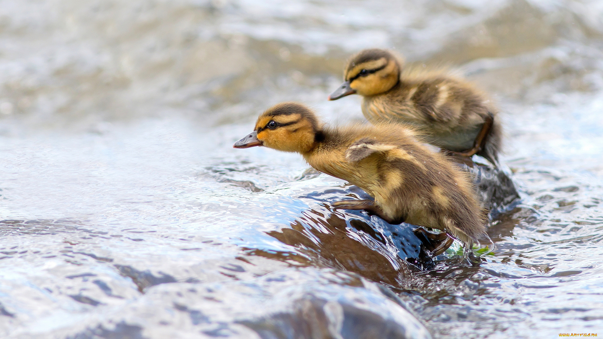 животные, утки, утята