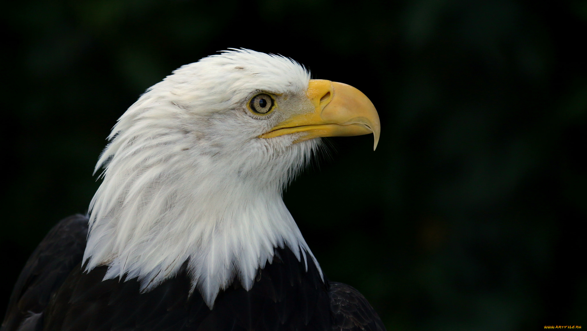 животные, птицы, -, хищники, птичка