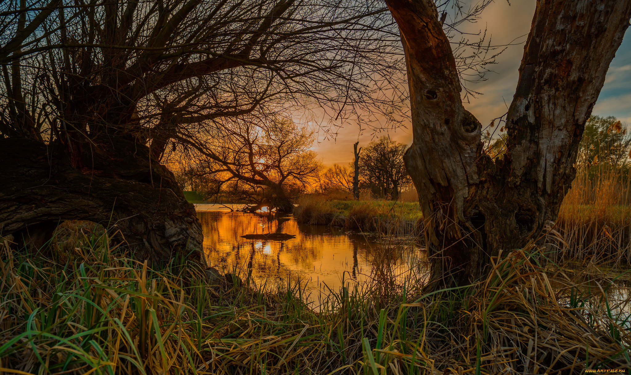 природа, реки, озера, река, лес