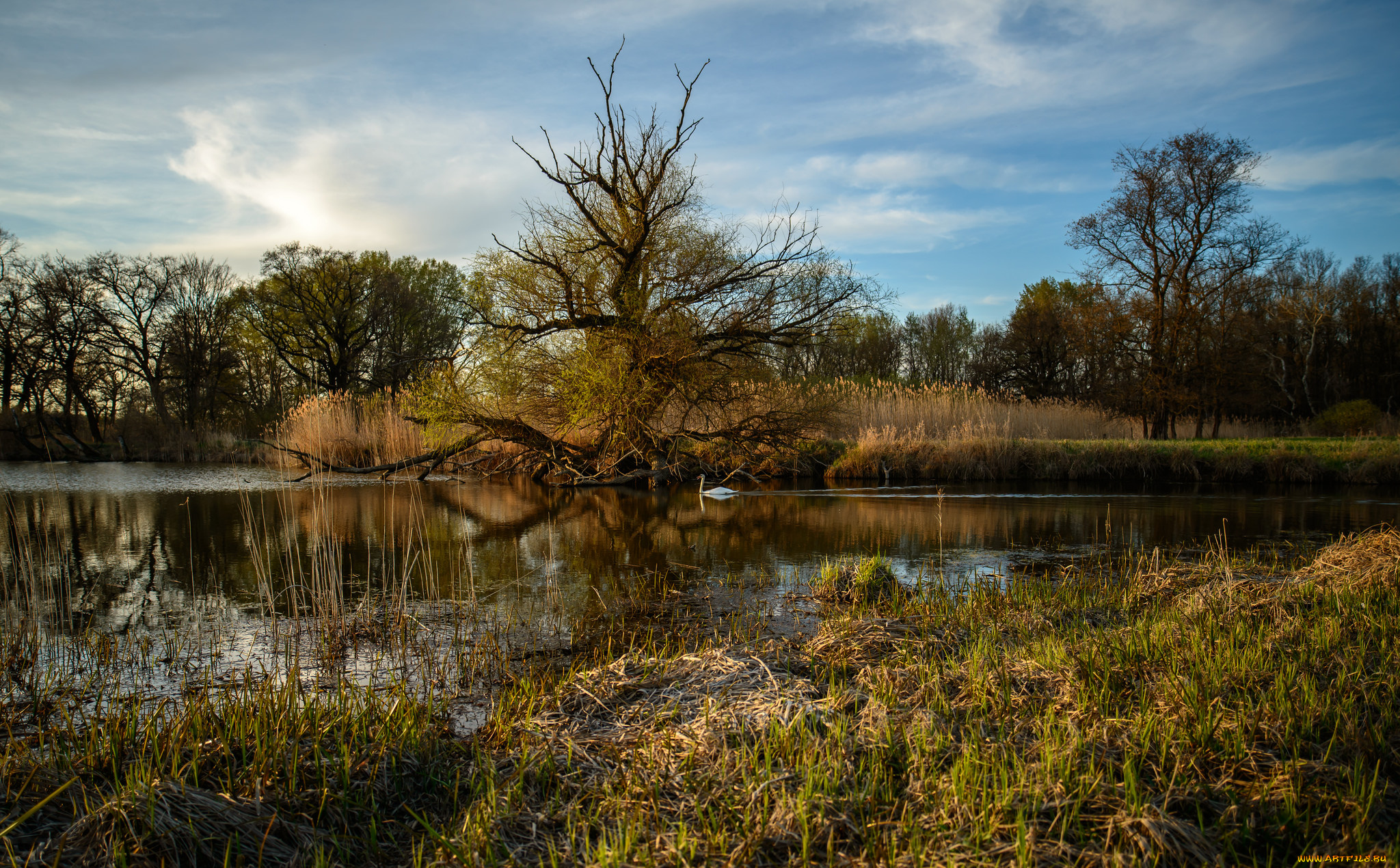 природа, реки, озера, лес, река