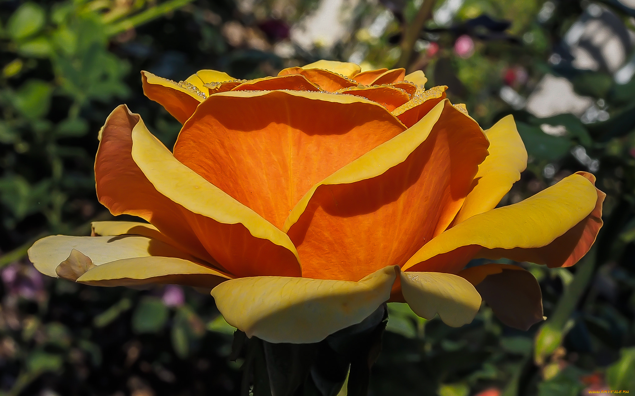 цветы, розы, цветок